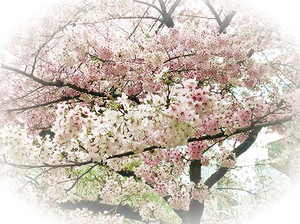 Photo_4